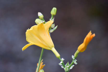 Colorful flowers on a blurry background.の写真素材