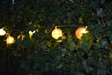 Bright LED lights on green ivyの写真素材
