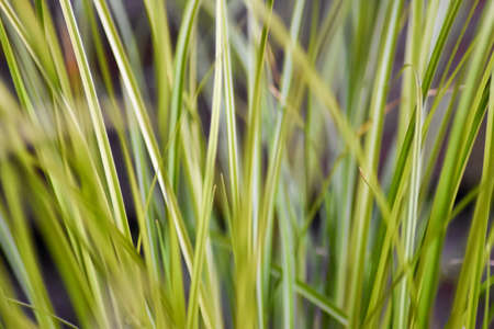 Green grass close-up.