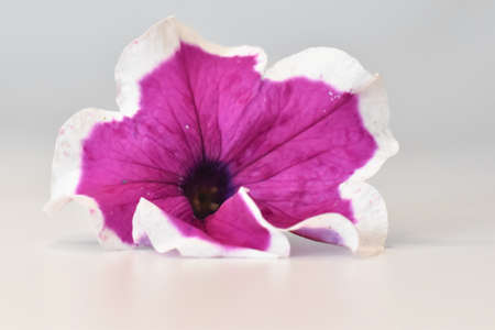 Violet flower on a white background.の写真素材