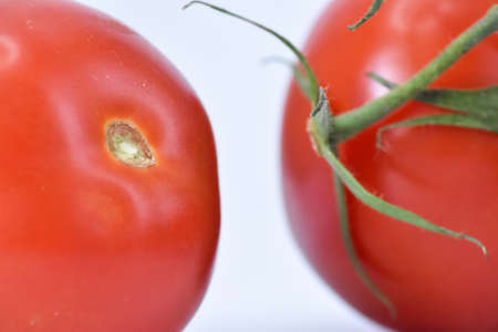 Red tomatoes in close-up.の写真素材