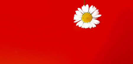 Daisy on a red background.の写真素材