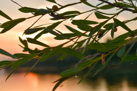 Green leaves on the background of the lake.の写真素材