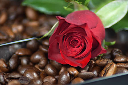 A fresh, fragrant rose on different backgrounds.の写真素材