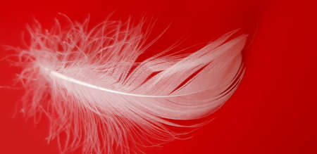 Colorful feather on a red background.の写真素材
