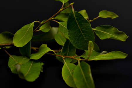 Green leaves on a black background.