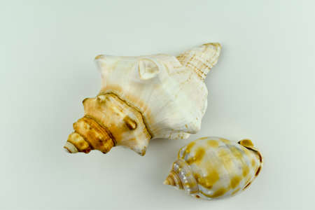 Colorful sea shells.