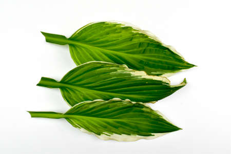 Large green leaves on a light background.の写真素材