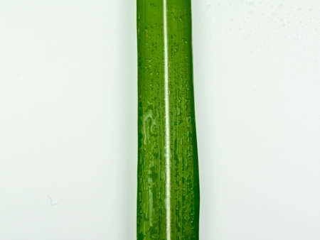Green, long leaf, with a white stripe.の写真素材