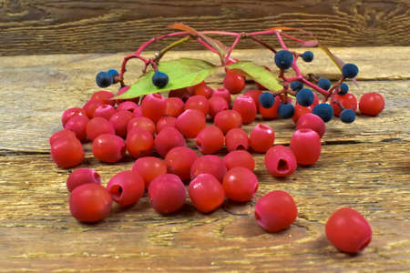 Small, red fruits of the bush.の写真素材