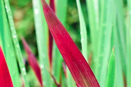 Colorful grass leaves.の写真素材