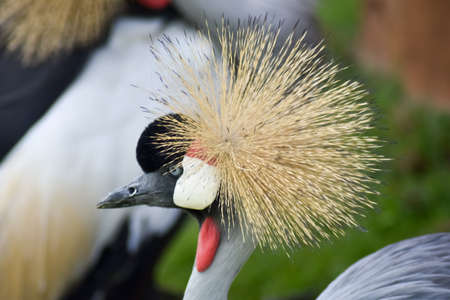 Colorful gray crowned bird on green grassの写真素材