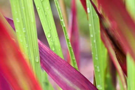 Colorful grass leaves.の写真素材