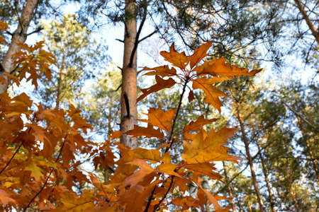 Colorful autumn leaves.の写真素材