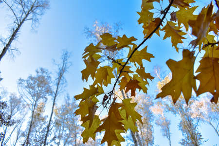 Colorful autumn leaves.