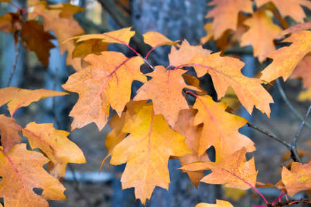 Colorful autumn leaves.