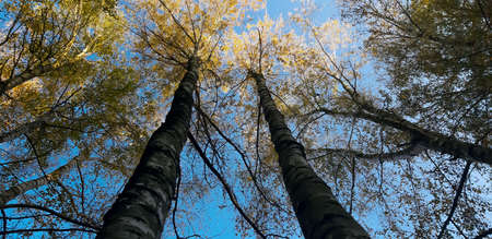 Colorful canopy of trees against the sky.
