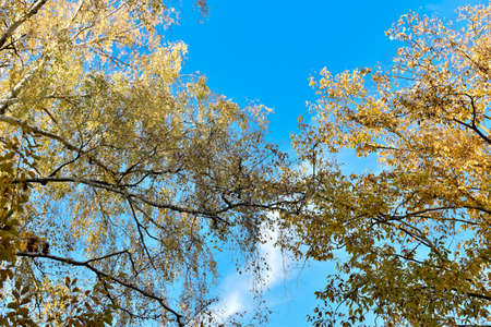 Colorful canopy of trees against the sky.
