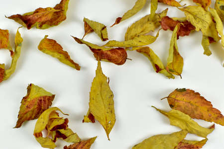 Colorful autumn leaves.の写真素材