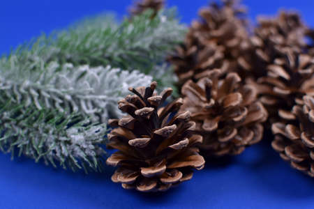 Green spruce twigs and cones.の写真素材