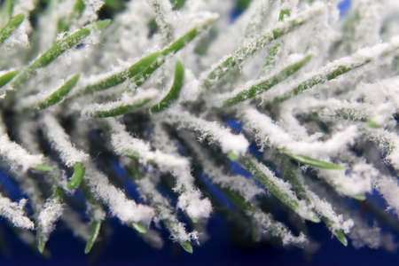 Green spruce twigs.の写真素材