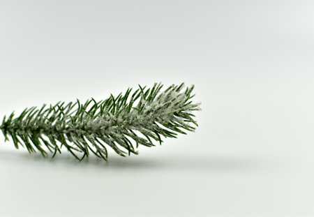 Green spruce twigs on different backgrounds.の写真素材