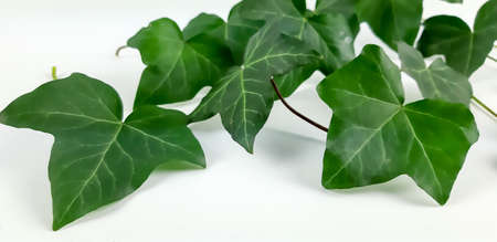Green ivy leaves on a white background.の写真素材