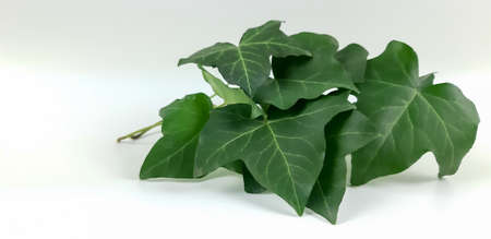Green ivy leaves on a white background.の写真素材