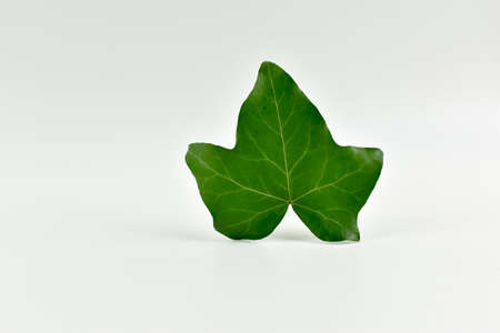 Green ivy leaves on a white background.