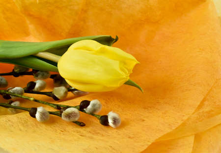 Fresh, fragrant, colorful tulips on various backgrounds.の写真素材