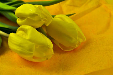Fresh, fragrant, colorful tulips on various backgrounds.の写真素材