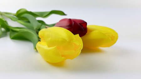 Fresh, fragrant, colorful tulips on various backgrounds.の写真素材