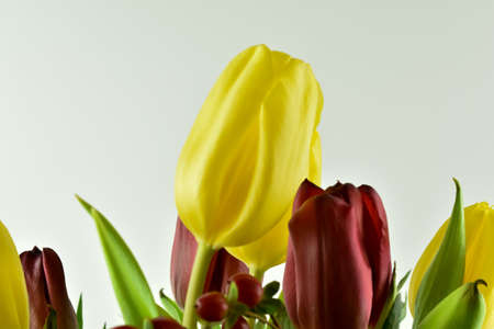 Fresh, fragrant, colorful tulips on various backgrounds.の写真素材