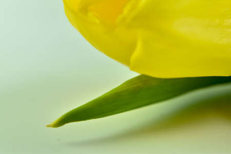 Fresh, fragrant, colorful tulips on various backgrounds.の写真素材