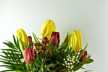 Fresh, fragrant, colorful tulips on various backgrounds.の写真素材