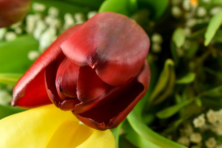 Fresh, fragrant, colorful tulips on various backgrounds.の写真素材