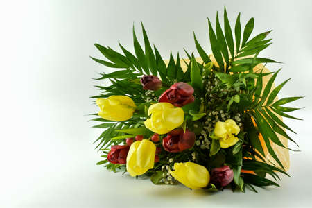 Fresh, fragrant, colorful tulips on various backgrounds.の写真素材
