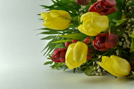 Fresh, fragrant, colorful tulips on various backgrounds.の写真素材