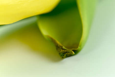 Close up of yellow tulip petals on white background with copy spaceの写真素材