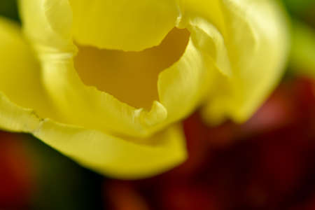 Fresh, fragrant, colorful tulips on various backgrounds.の写真素材