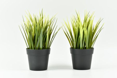 Potted grass isolated on white background. 3D rendering. High resolution image.の写真素材