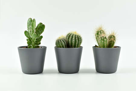 Three cactuses in black pots on white background. Minimal conceptの写真素材