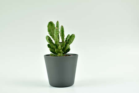 Cactus in a pot on a white background. Minimal concept.の写真素材
