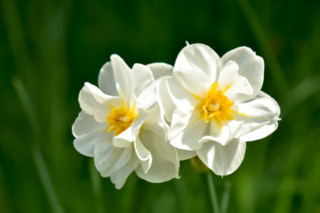 Fresh, fragrant white and yellow narcissus flowers.の写真素材
