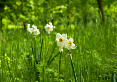 Fresh, fragrant white and yellow narcissus flowers.の写真素材