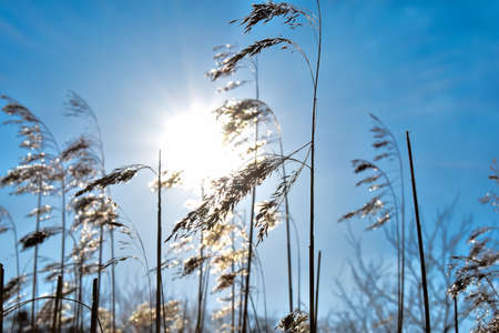 Dry reed against the blue sky and sun. High quality photoの写真素材