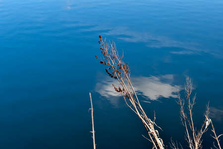 A vertical shot of dry grass on the shore of a lake under a blue skyの写真素材