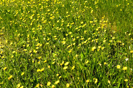 Yellow buttercups on a green meadow in spring. High quality photo