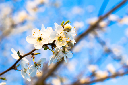blossoming plum against the blue skyの写真素材