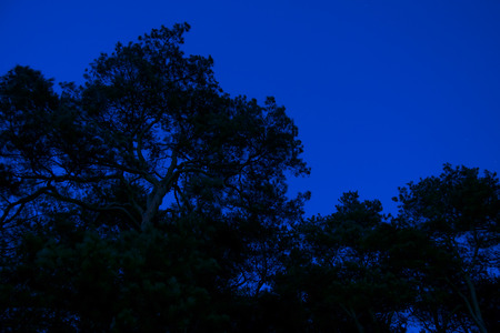 night forest on the background of Blue Skyの写真素材